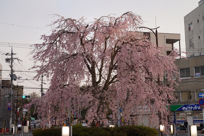 南郷公園_桜_2023　No14