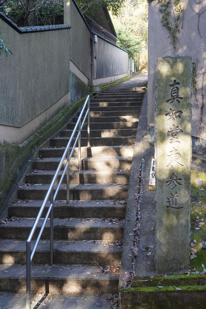 真如堂_宗忠神社_桜_2023　No2