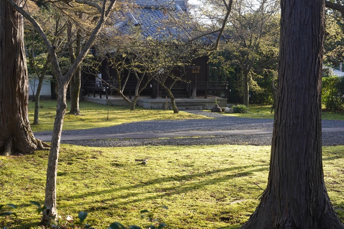 真如堂_宗忠神社_桜_2023　No3