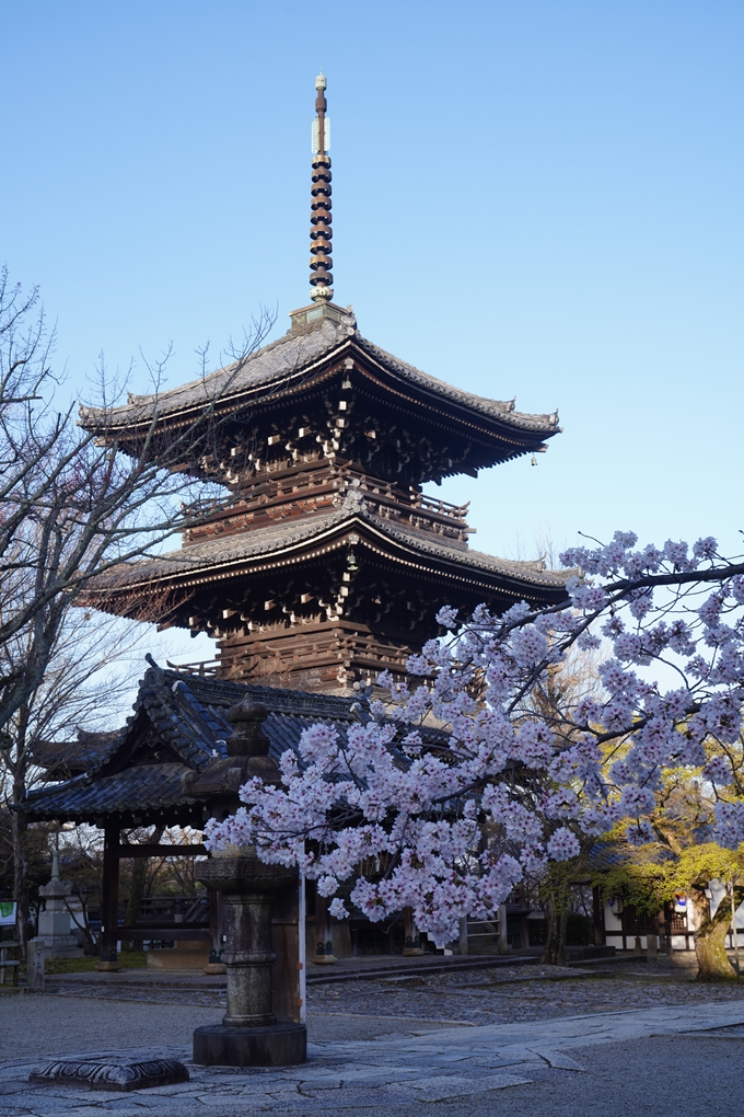 真如堂_宗忠神社_桜_2023　No4