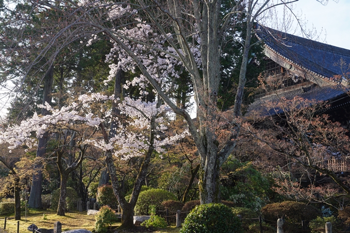 真如堂_宗忠神社_桜_2023　No5