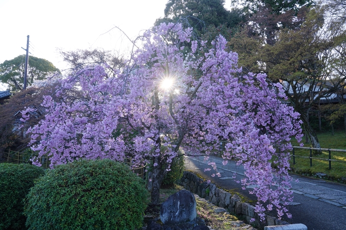 真如堂_宗忠神社_桜_2023　No7