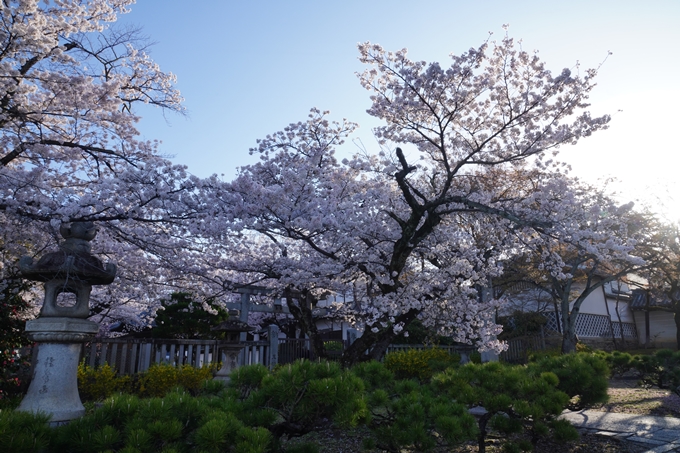 真如堂_宗忠神社_桜_2023　No8