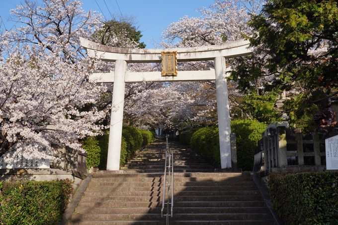 真如堂_宗忠神社_桜_2023　No10