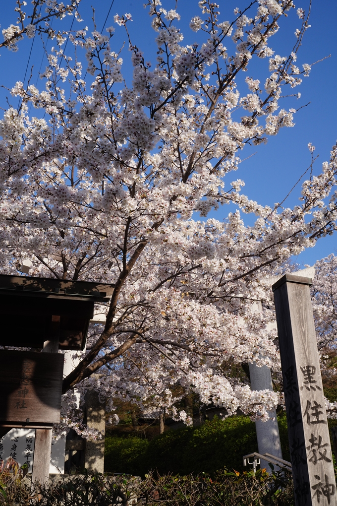 真如堂_宗忠神社_桜_2023　No11