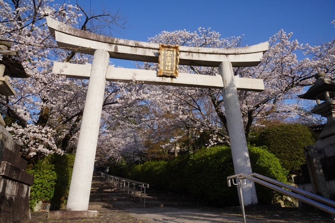 真如堂_宗忠神社_桜_2023　No12