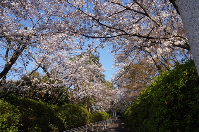 真如堂_宗忠神社_桜_2023　No13