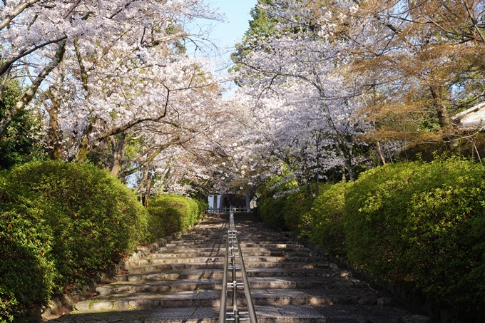 真如堂_宗忠神社_桜_2023　No14