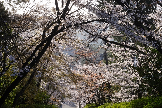 真如堂_宗忠神社_桜_2023　No15