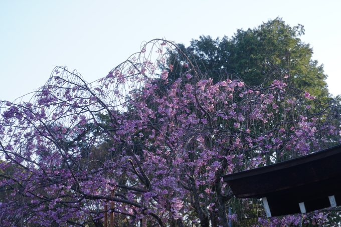 真如堂_宗忠神社_桜_2023　No19