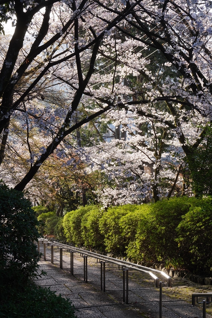 真如堂_宗忠神社_桜_2023　No17