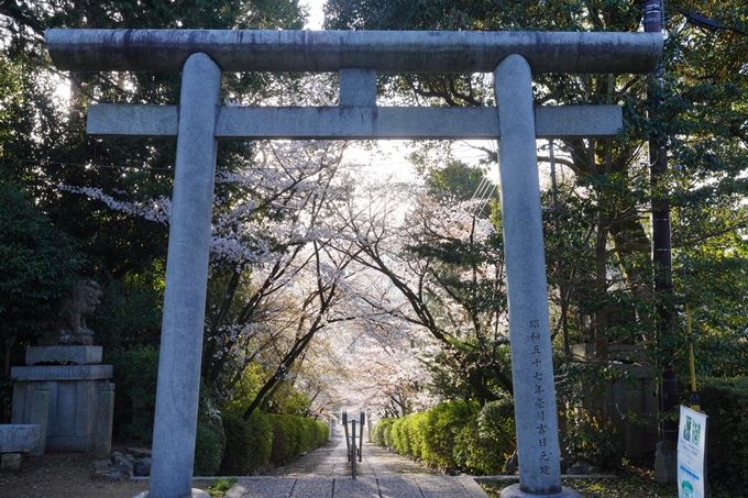 真如堂_宗忠神社_桜_2023　No16