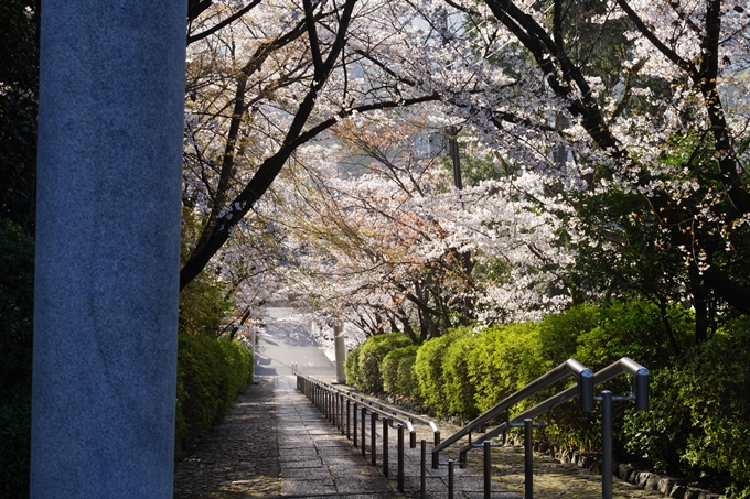 真如堂_宗忠神社_桜_2023　No18