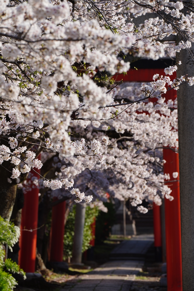 竹中稲荷社_桜_2023　No5