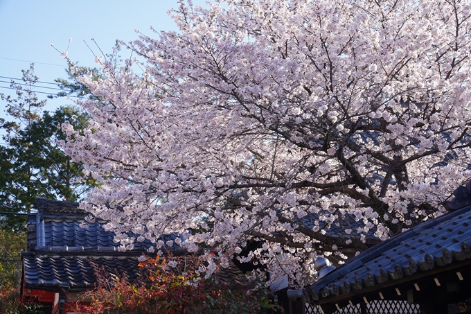 真如堂_宗忠神社_桜_2023　No9