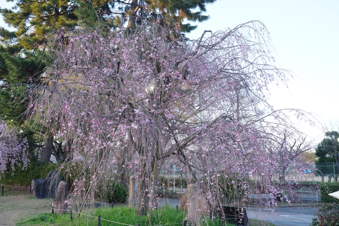 京都府立植物園_桜ライトアップ_2023　No2