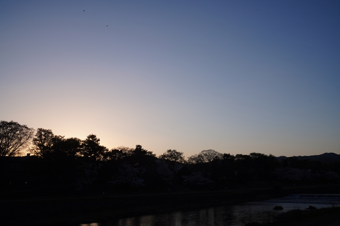 京都府立植物園_桜ライトアップ_2023　No3