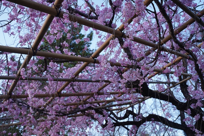 京都府立植物園_桜ライトアップ_2023　No5