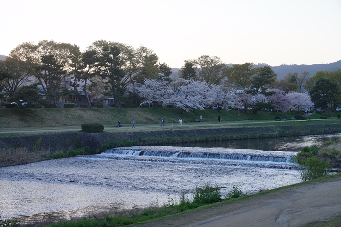 京都府立植物園_桜ライトアップ_2023　No6