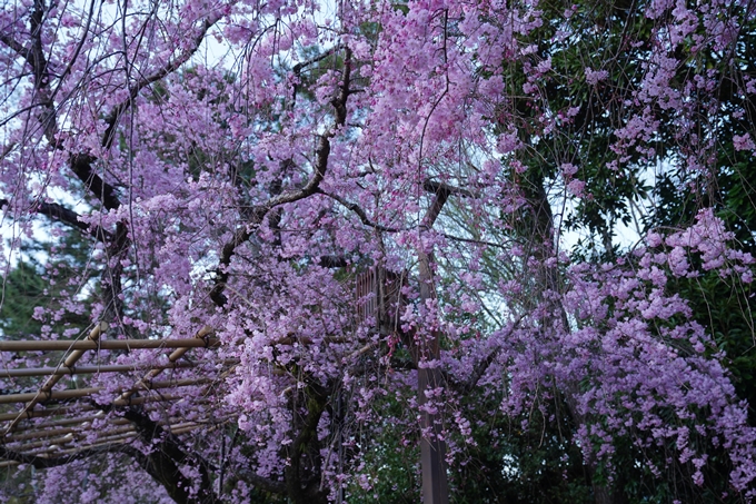 京都府立植物園_桜ライトアップ_2023　No7