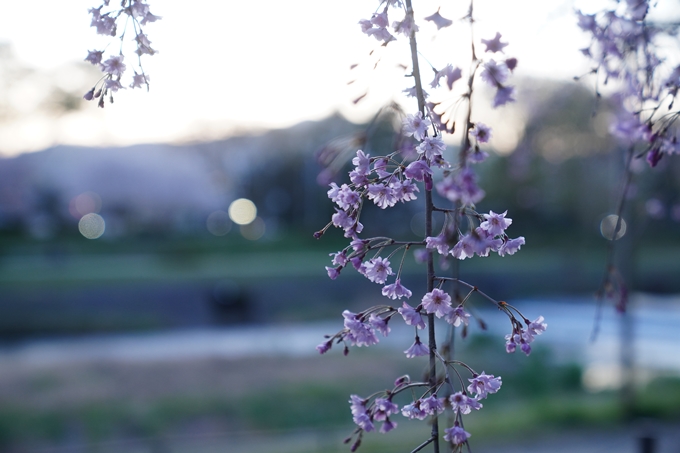 京都府立植物園_桜ライトアップ_2023　No8