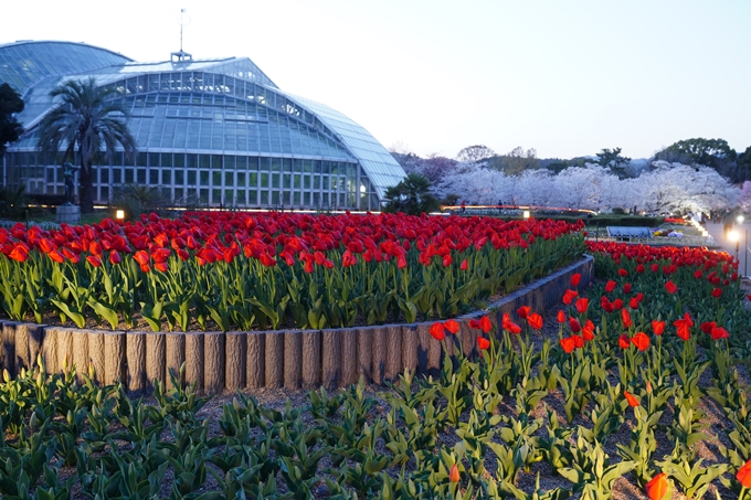 京都府立植物園_桜ライトアップ_2023　No9