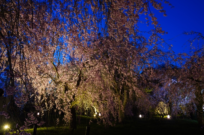 京都府立植物園_桜ライトアップ_2023　No11