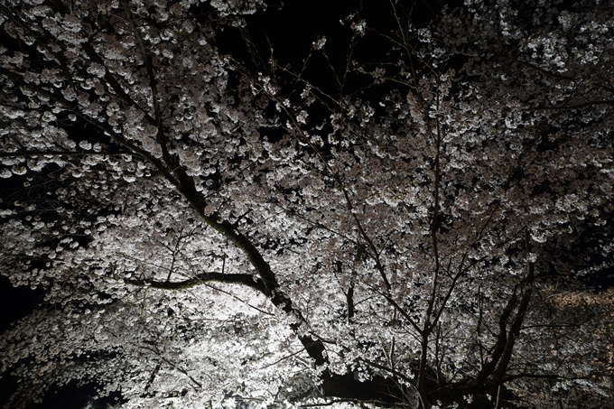 京都府立植物園_桜ライトアップ_2023　No14