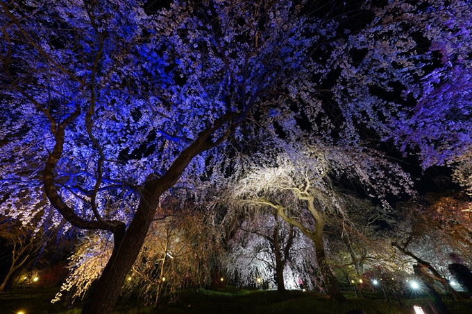 京都府立植物園_桜ライトアップ_2023　No15