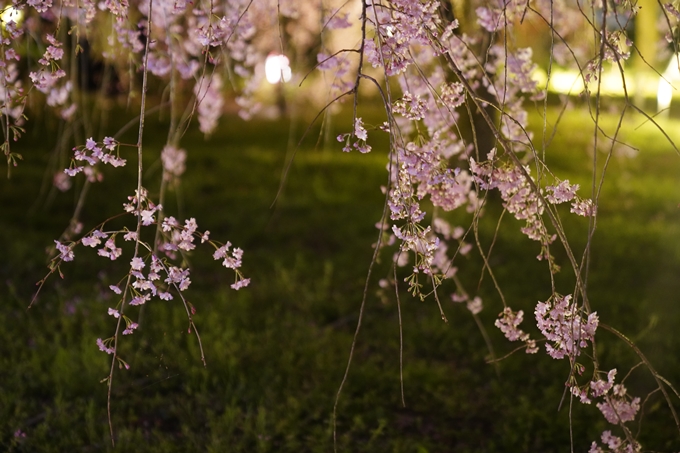 京都府立植物園_桜ライトアップ_2023　No17