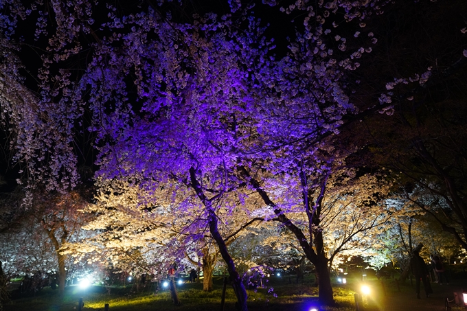 京都府立植物園_桜ライトアップ_2023　No18