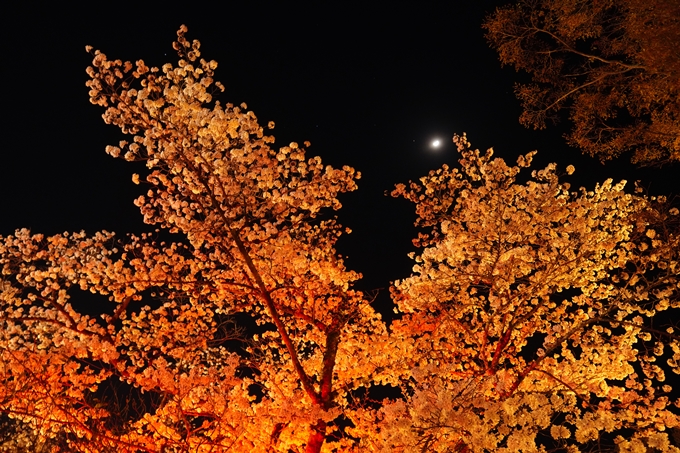 京都府立植物園_桜ライトアップ_2023　No19