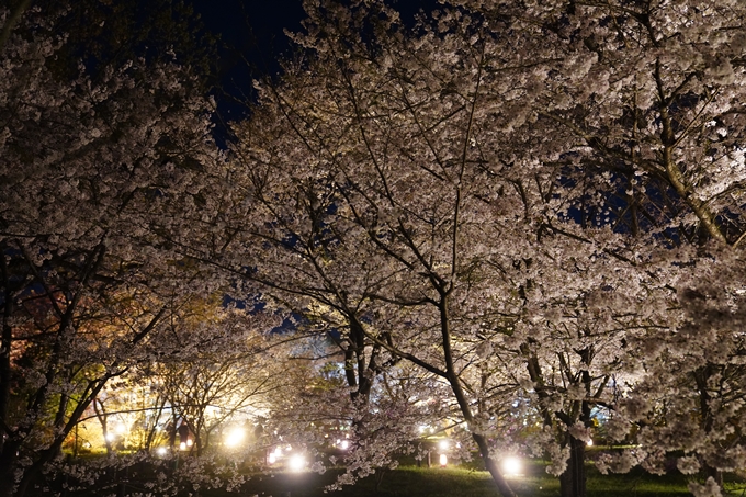 京都府立植物園_桜ライトアップ_2023　No20