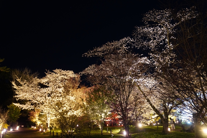 京都府立植物園_桜ライトアップ_2023　No21