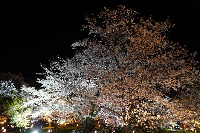 京都府立植物園_桜ライトアップ_2023　No22