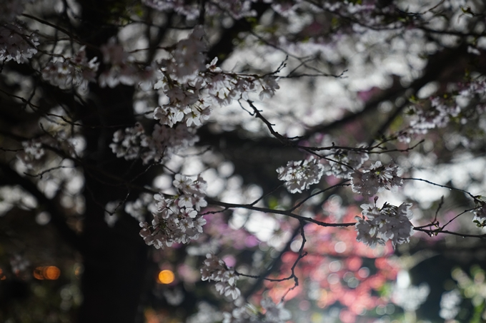 京都府立植物園_桜ライトアップ_2023　No23