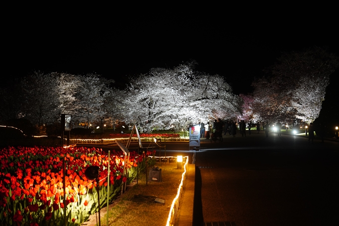 京都府立植物園_桜ライトアップ_2023　No24