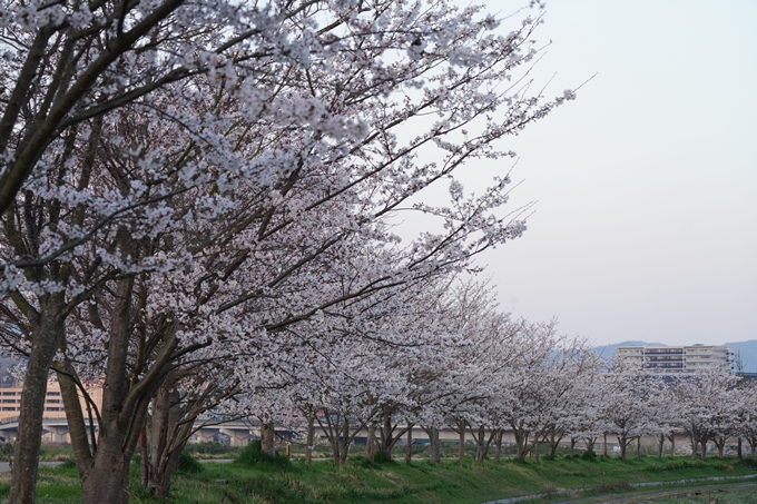 保津川水辺公園_桜_2023　No3