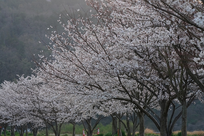 保津川水辺公園_桜_2023　No4