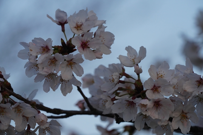 保津川水辺公園_桜_2023　No5