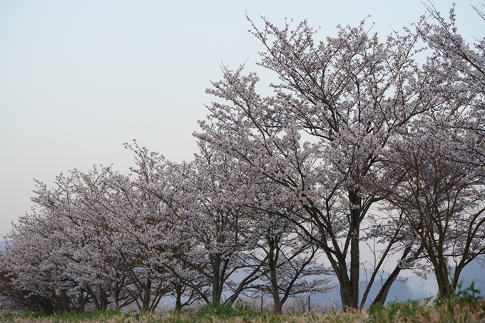 保津川水辺公園_桜_2023　No6