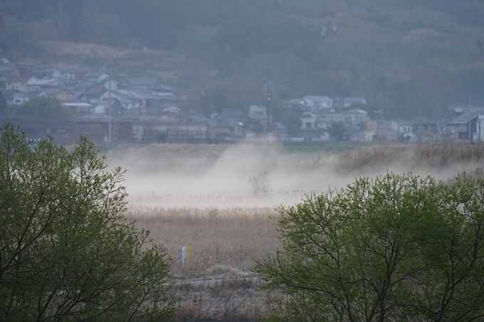 保津川水辺公園_桜_2023　No7