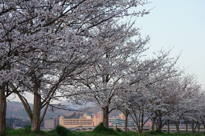 保津川水辺公園_桜_2023　No8