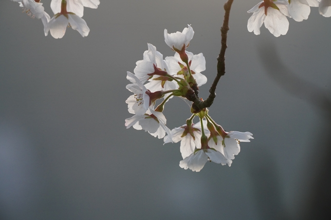 保津川水辺公園_桜_2023　No10