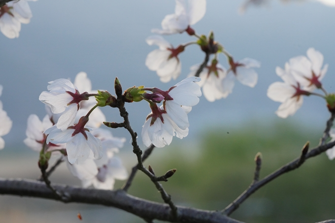 保津川水辺公園_桜_2023　No11