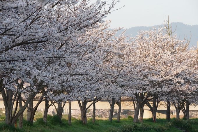 保津川水辺公園_桜_2023　No12