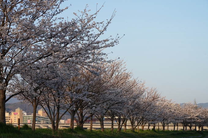 保津川水辺公園_桜_2023　No13