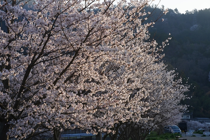 保津川水辺公園_桜_2023　No14