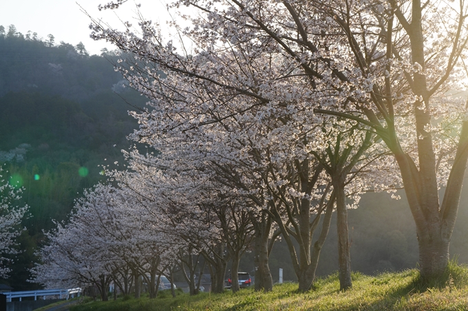 保津川水辺公園_桜_2023　No15