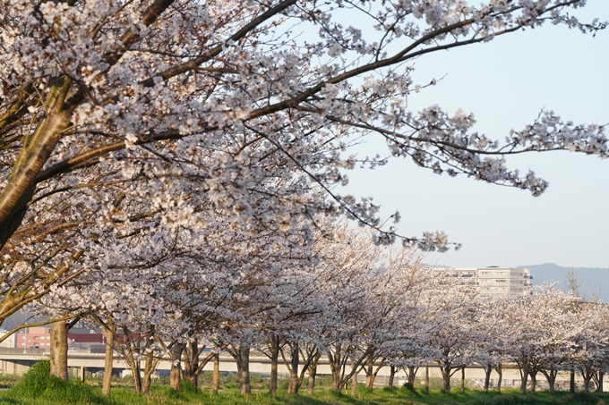 保津川水辺公園_桜_2023　No16